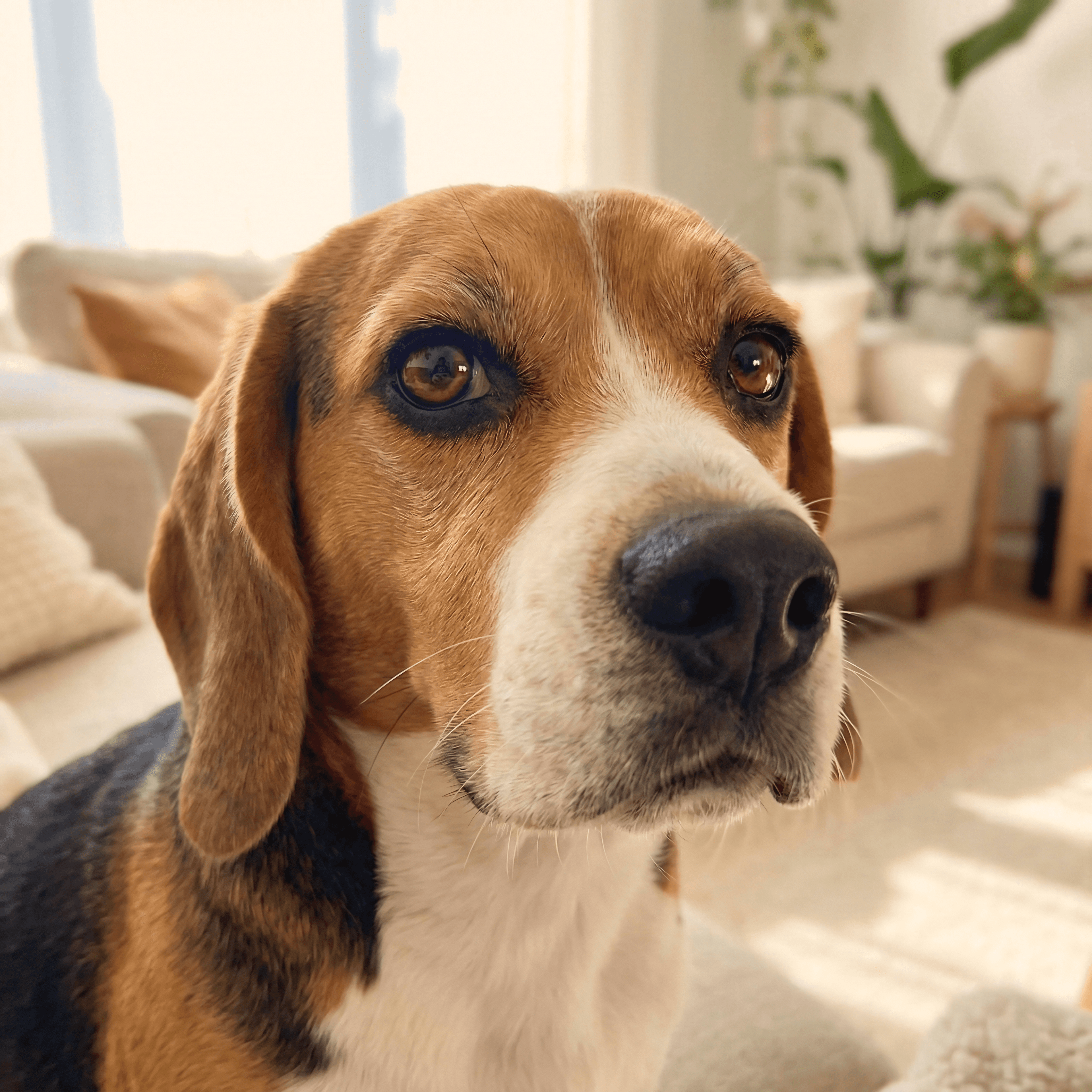 Good example: Clear dog face in natural light