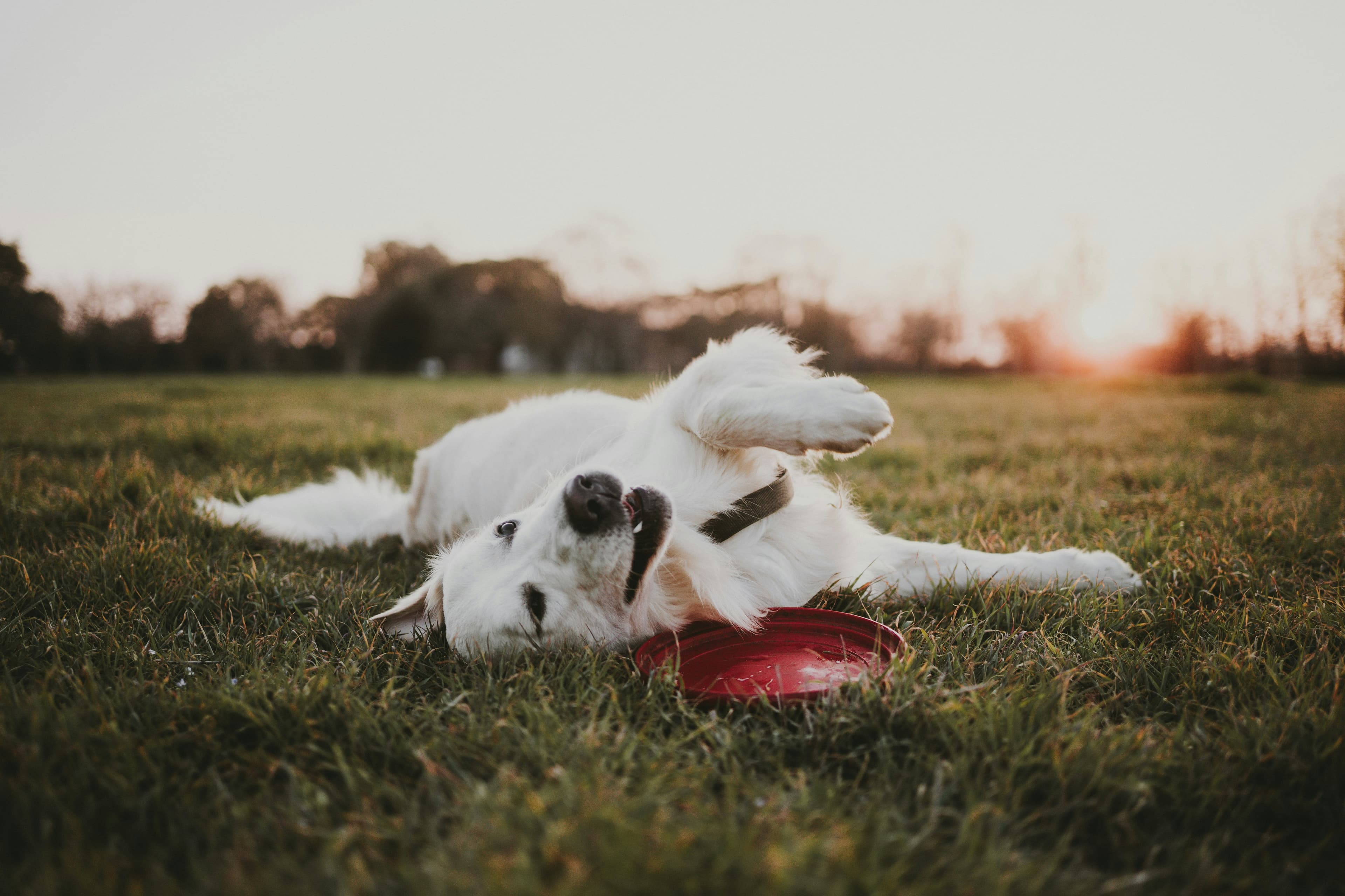 Pet Photo